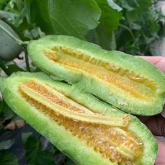 山东甜瓜香瓜博洋6789玉姑久红晓蜜25