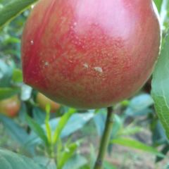 大量上市黄毛桃、各种油桃，物美价廉