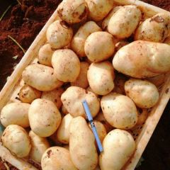 云南建水土豆大量上市中