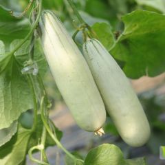 山东莘县博洋甜瓜、羊角蜜甜瓜大量直供，量大品优