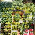 早春红玉上市了，产地直供