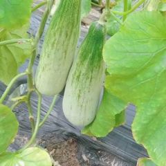 山东潍坊甜瓜产地 羊角蜜产地