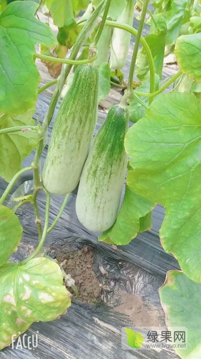 2021年山东寒亭羊角蜜价格