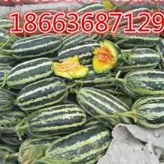 山东潍坊甜瓜产地 博洋九甜瓜产地批发
