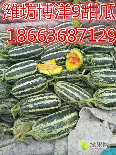 2020年山东寒亭博洋九甜瓜价格