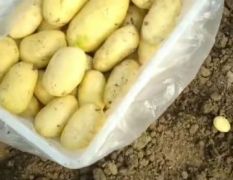 平阴荷兰土豆，三膜土豆四月中旬上市