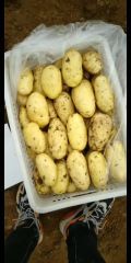 山东平阴荷兰十五土豆