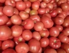 西红柿 硬粉西红柿