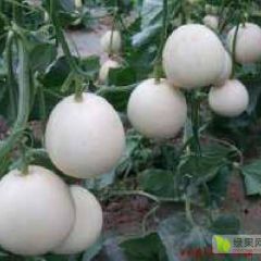 各个种甜瓜大量上市