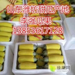 供应山东潍坊博洋9号甜瓜 产地直销