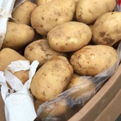 丽著6号土豆，专攻红土