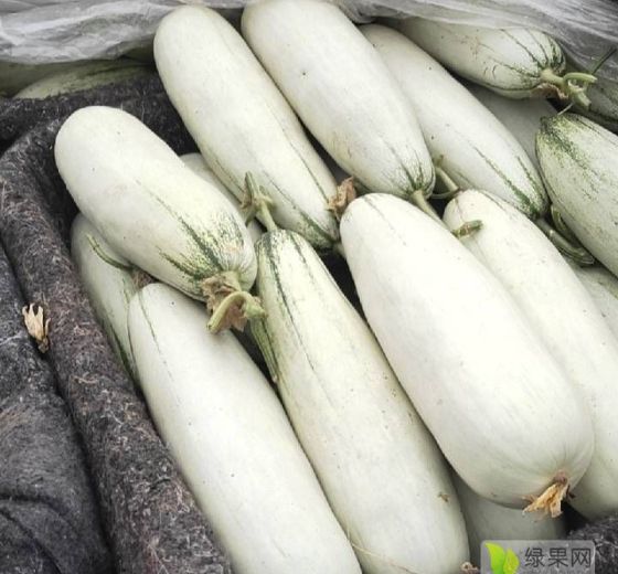 2020年山东莘县羊角蜜价格