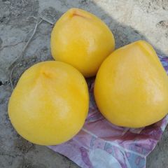 优质黄油桃、价格便宜、大量上市