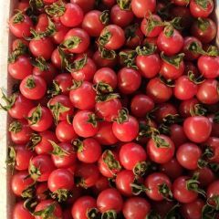 樱桃小西红柿和甜瓜基地