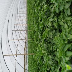 山东滕州市露天新土豆大量上市