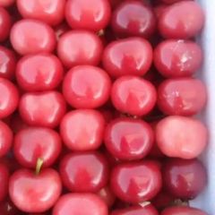 万亩大棚樱桃已大量上市，产地直供