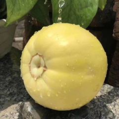 费县诚信代办，星甜二十，，甜瓜中最甜的瓜，量大