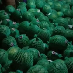 云南西双版纳优质美都西瓜大量供应！