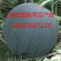 山东潍坊大棚西瓜 精品墨童西瓜批发