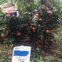 大概5-8万斤沃柑80果左右，在吴圩机场附近