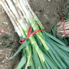 山东大葱1毛5一斤