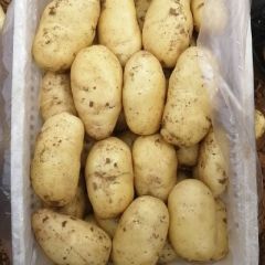 肥城三模土豆开始大量供应