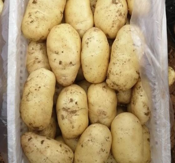 2020年山东肥城荷兰十五价格