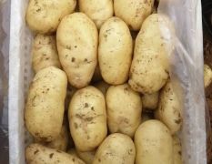 肥城三模土豆开始大量供应