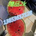 山东潍坊西瓜 早春红玉西瓜 2k西瓜批发