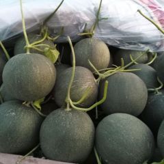 山东莘县洋香瓜生产基地