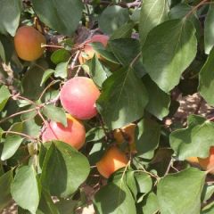 丰源红杏供应，丰源红杏价格