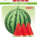 美都西瓜种子招代理。