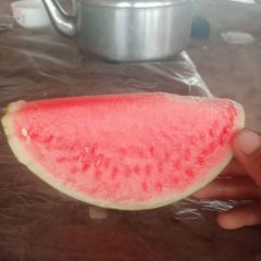 美都无籽麒麟西瓜