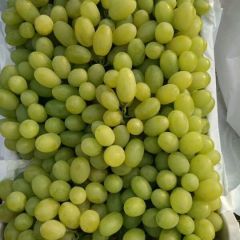 维多利亚葡萄成熟上市 产地直销