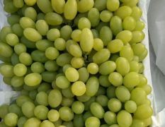 维多利亚葡萄成熟上市 产地直销