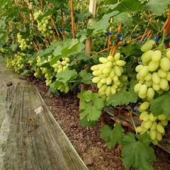 饶阳维多利亚葡萄产地直销