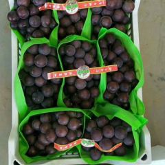 河北饶阳乒乓球葡萄产地批发