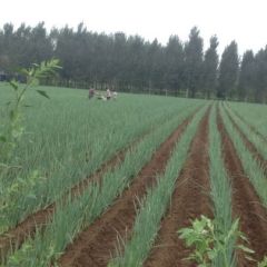 大葱丰收 疫情期间一直在发货