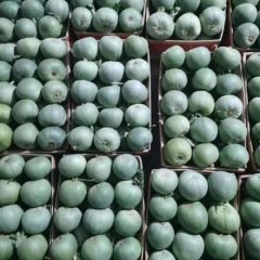 临沂费县甜瓜十多个品种大量供应