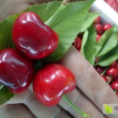 山东大樱桃基地批发零售