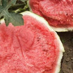 夏邑郭庄郭树立5月8424西瓜