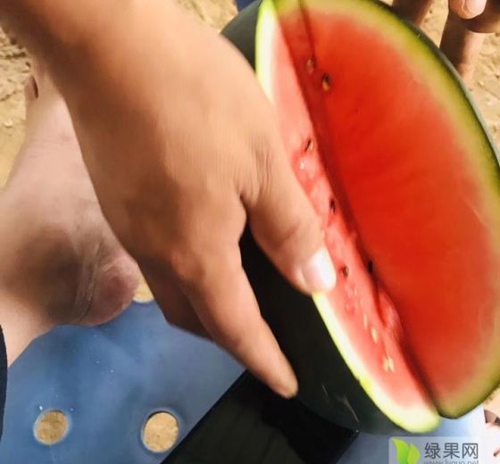 黑美人价格