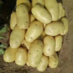 山东省肥城市大棚新土豆以上市