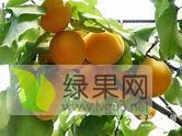 大量供应精品大棚杏