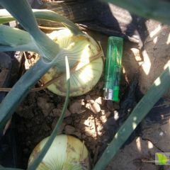 自家种的洋葱   紫葱红博  黄葱布瑞奇