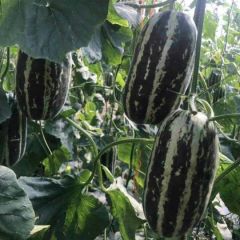 莘县各种甜瓜，香瓜以上市，欢迎过来考察，收购