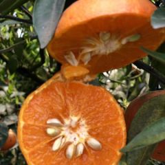 超级晚熟柑橘，价格便宜，货源满满