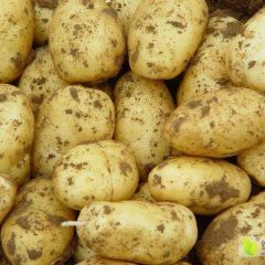 滕州春季土豆大量上市