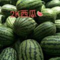 山东早春红玉西瓜，2K西瓜原产地直销，保质保量