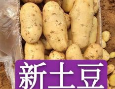 【新土豆】山东平阴新土豆大量上市，可视频看货